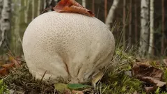 Jedinečný obyvateľ polí: úžasná huba s fascinujúcim životným cyklom. Stojí za to ju zbierať?