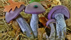 Účastník módnych prehliadok v našich lesoch: húb neodolateľnej krásy s výbornou chuťou