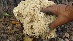 Lesný poklad vážiaci 6 kg: úžasný hubový zázrak, ktorý očarí nielen krásou, ale aj varením