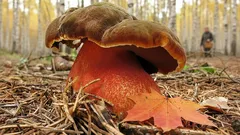 Červený z vonku a modrý zvnútra: naozaj unikátna huba očarujúca svojou krásou