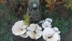 Obrovská huba s magickým nádychom: úžasný pútnik lesa vytvára záhadné čarodejnícke kruhy