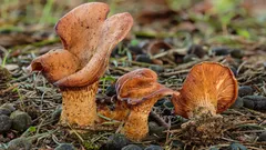 Okolo tejto huby panujú spory: kedysi ju všetci zbierali, dnes ju považujú za nejedlú. Prečo?