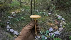 Tajomní hostia lesa: tieto huby tvoria kúzelné kruhy. V čom je ich záhada?