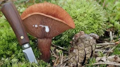 Neuveriteľná vôňa: huba voňajúca ako dokonalé korenie. Prečo ju nevyplatí zbierať?