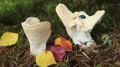 Poklad jesene: prečo tento hríb oceňujú len znalci a ostatní sa mu vyhýbajú. Ako ho neprehliadnuť v košíku?