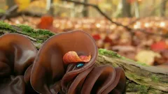 Zázrak z lesa: Huba pripomínajúca ucho, neuveriteľne prospešná. Čím je jedinečná?