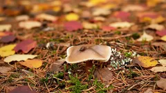 Nenápadný poklad jesenného lesa: tento hríb má vynikajúcu chuť. Kde ho nájsť?