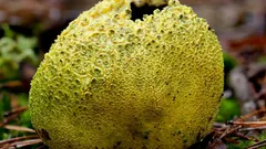 Nezvyčajný krásny huba v našich lesoch: kde rastie a prečo môže byť nebezpečný v košíku?