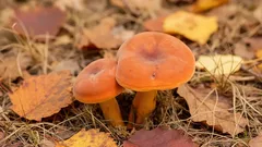 Obľúbená huba všetkých s vynikajúcou chuťou: prečo si získala srdce hubárov a prečo nesmie chýbať v košíku?