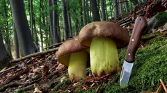 Vzácny poklad hlboko v lese: legendárna huba s úžasnými vlastnosťami. Čo ju robí tak výnimočnou?