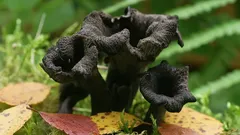 Unikátna huba, od ktorej sa nedá odtrhnúť: tento zázrak dokáže vaše jedlá zafarbiť do čierna