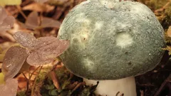 Lesná kráska, ktorú ľahko prehliadnete: táto huba má výbornú chuť. Kde ju hľadať?