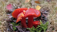 Farebná mágia jesennej pochmúrnosti: tento krásny hríb má v lese priamy význam. Aké sú jeho zvláštnosti?