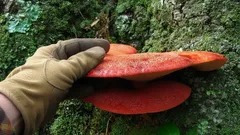 Prečo je pstřeň dubový výnimočnou hubou v slovenských lesoch