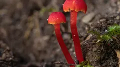 Farebný poklad jesenných lúk: unikátna huba symbolizujúca čistotu prírody. Kde ju nájsť?