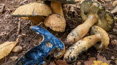 Úžasná huba pripomínajúca lazurit: aké sú jej úžasné vlastnosti a kde rastie?