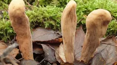 Kúzelná krása lesa: Huby vyrastajúce zo zeme ako prsty. Oplatí sa ich zbierať?
