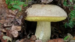 Vzácny poklad listnatých lesov: kráľ húb, ktorého určite nesmiete zbierať