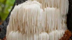 Prírodný zázrak s úžasnými vlastnosťami: tento hríb rastie ako zatvrdnutý vosk sviečky