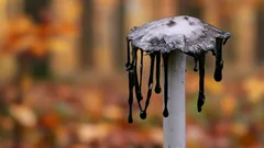 Záhadný lesný návštevník: huba, ktorá sa doslova rozpúšťa. Prečo by ste ju mali pridať do košíka?