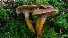 Zrzavá záhada lesa: Prečo mnohí ľudia prehliadajú túto hubu a prečo by ste ju mali nazbierať