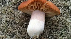 Ako figurína z voskového múzea: úžasná huba, ktorej nemožno prejsť okolo. Kde ju nájsť?