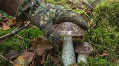 Huba, ktorá mení farbu: vzácny poklad pod brezami a prečo by ste ju nemali zbierať