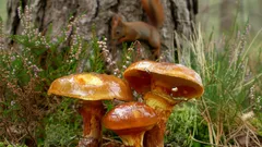 Tajomný zázrak ihličnatých lesov: najlepšia a najkrajšia huba, ktorú by ste nemali prehliadnuť