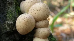 Jesenný poklad, ktorý nezostane bez povšimnutia: úžasná hríb, ktorý očarí nielen vzhľadom, ale aj chuťou