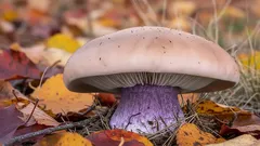 Dvojfarebný poklad lesa: prečo by táto huba rozhodne nemala chýbať vo tvojom košíku