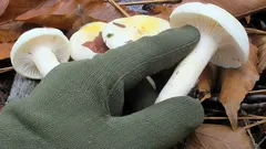 Oriešková chuť a dokonalá konzistencia: skvelá huba, ktorú nesmiete prehliadnuť