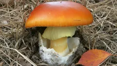 Táto huba sa liahne ako vtáča z vajíčka: prečo sa jej rozhodne nesmiete dotýkať ani ju zbierať?