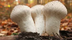 Nenápadná huba vlhkých lesov: úžasný zázrak, ktorý treba správne určiť