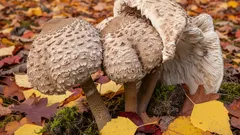 Jesenný darček: neodolateľná huba, takmer bez škôd od škodcov. Ohromí nielen svojím vzhľadom.