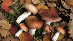 Najviac podceňovaná huba v našich lesoch. Prečo ju napriek tomu oplatí zbierať?