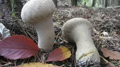 Zber a využitie Rozpadavca stopkatého: všetko o tejto úžasnej lesnej hube