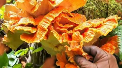 Zabudnite na kurča – tento netradičný hríb ho môže plne nahradiť. Kde ho nájsť?