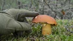 Vládca lesa: jedinečná huba, ktorá sa na reze mení na modrozelenú a takmer nezhromažďuje nečistoty