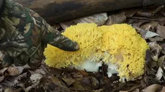 Huba žiariaca ako zlatý drahokam: prečo by ste si ju mali pridať do košíka?