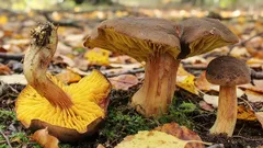 Neuveriteľne vzácna huba: Ak ju uvidíte raz za sezónu, máte šťastie. Prečo je taká výnimočná?