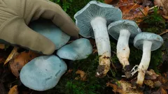 Tento hríb ucítite z diaľky nosom: kúzelný lesný dar s vynikajúcou vôňou – ako ho nájsť