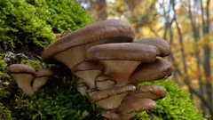 Úžasný jesenný dar lesa: najlepšia huba, ktorá prekvapí vzhľadom aj chuťou v jedlách