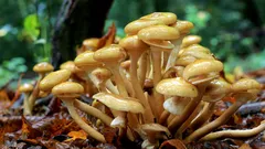 Krásny zázrak jesenného lesa: Tento unikátny hríb vonia po camembert syre. Kde ho nájsť?