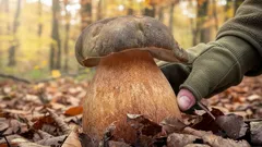 Bronzový kráľ lesov: nádherný a neuveriteľne krásny hubový darček. Kde ho nájsť?