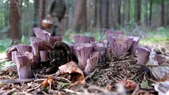 Vzácna huba a poklad ekosystému: Táto krása očarí, no jej zber môže viesť k pokute 100 €