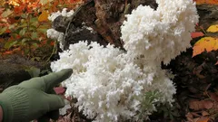 Huba ako z hĺbok mora: Čo je to zázrak jesenného lesa a oplatí sa ju zbierať?