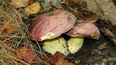 Kráľ sveta húb: zakázaný plod s neuveriteľnou vôňou a chuťou. Čo je na tomto hríbe také výnimočné?