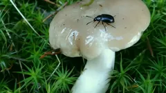 Táto nádherná huba vonia ako kvetina: zaslúži si jej vôňa miesto vo vašom košíku?