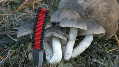 Táto huba bola kedysi veľmi cenená a prospešná: Prečo je dnes považovaná za nejedlú a oplatí sa ju zbierať?