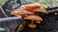 Tajomný poklad našich lesov: tento hríb prežije aj pod ľadom a ohromí chuťou. Kde rastie?